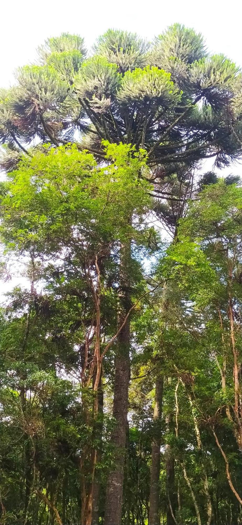 Piraquara Chacara Rancho Paraiso מראה חיצוני תמונה
